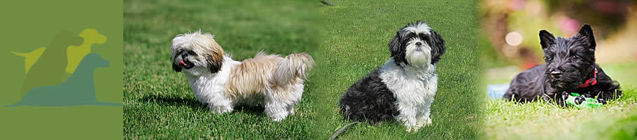 dog_training_dog_trainer_kent_dogs_puppy_training